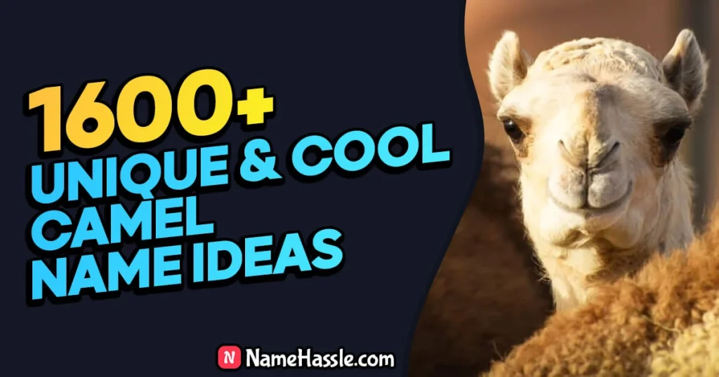 Cool & Funny Camel Names Ideas (Generator)