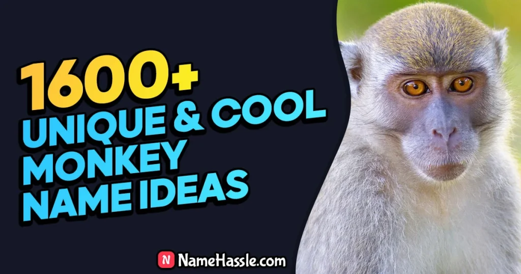 1720+ Cool & Funny Monkey Names Ideas (Generator) 2024