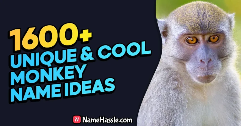 1720+ Cool & Funny Monkey Names Ideas (Generator)