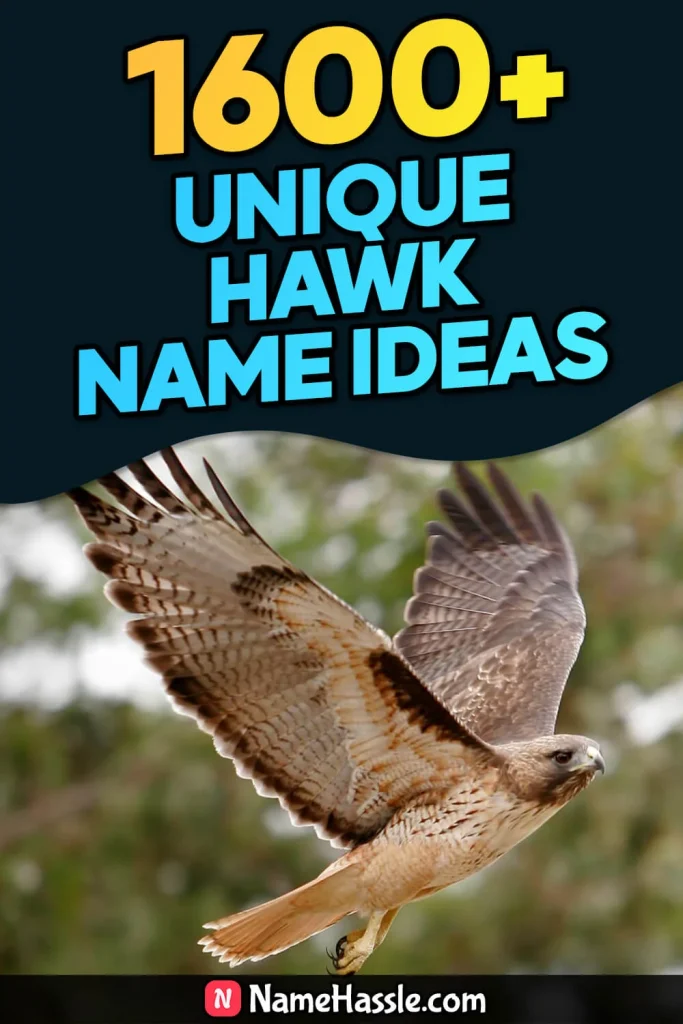 1745+ Cool And Catchy Hawk Names Ideas (Generator)