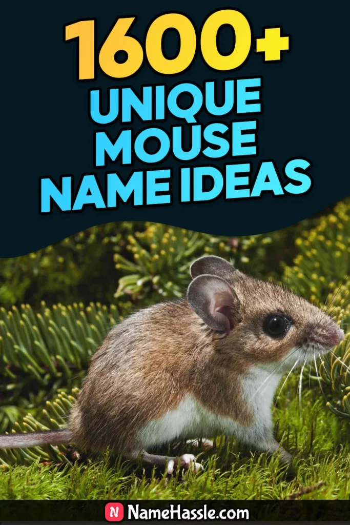 Cool And Catchy Mouse Names Ideas (Generator)