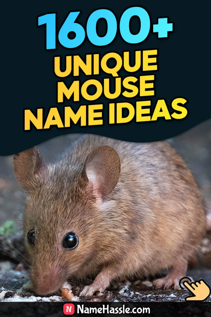 Cool And Catchy Mouse Names Ideas (Generator)