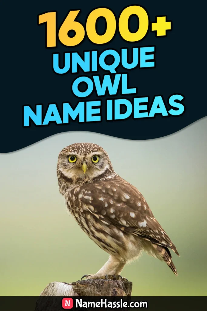Cool And Catchy Owl Names Ideas (Generator)