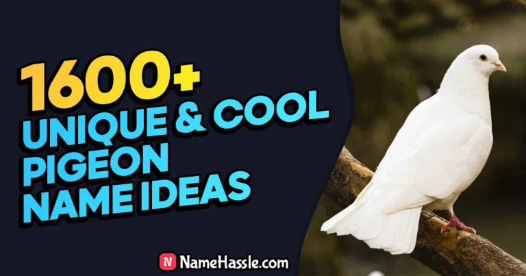 1645+ Cool And Catchy Pigeon Names Ideas (Generator)