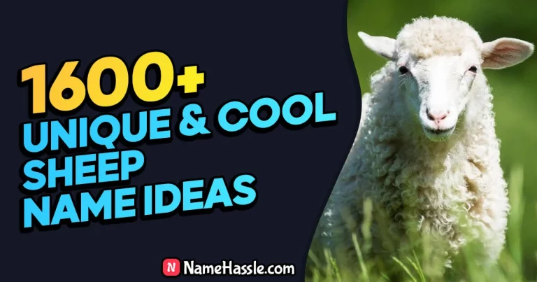 1735+ Cool And Catchy Sheep Names Ideas (Generator)