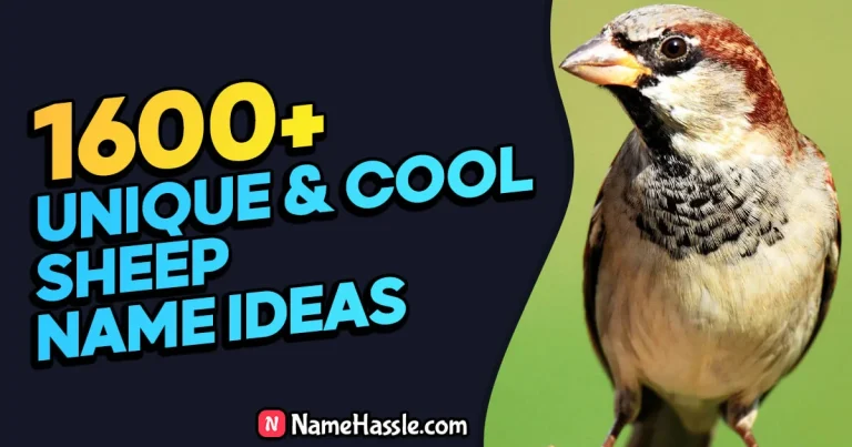 1975+ Cool And Catchy Sparrow Names Ideas (Generator)