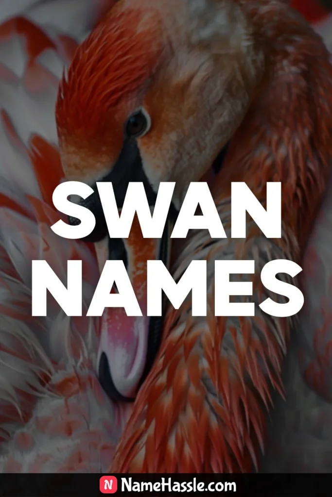 Cool And Catchy Swan Names Ideas Generator 15