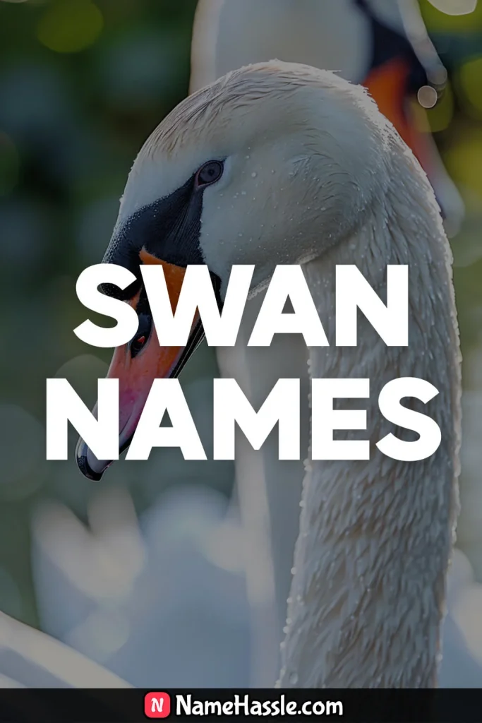 Cool And Catchy Swan Names Ideas Generator 19
