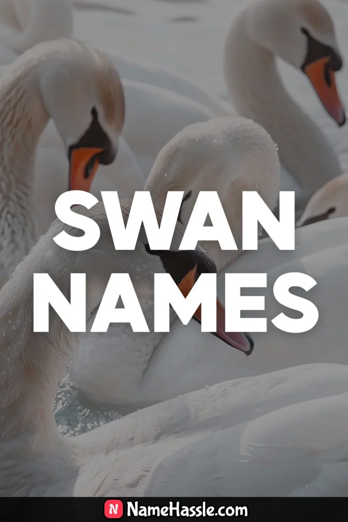 Cool And Catchy Swan Names Ideas Generator 20