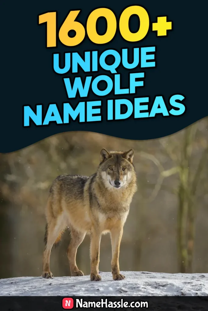 Cool And Catchy Wolf Names Ideas (Generator)