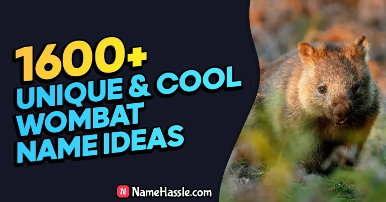 1715+ Cool And Catchy Wombat Names Ideas (Generator)