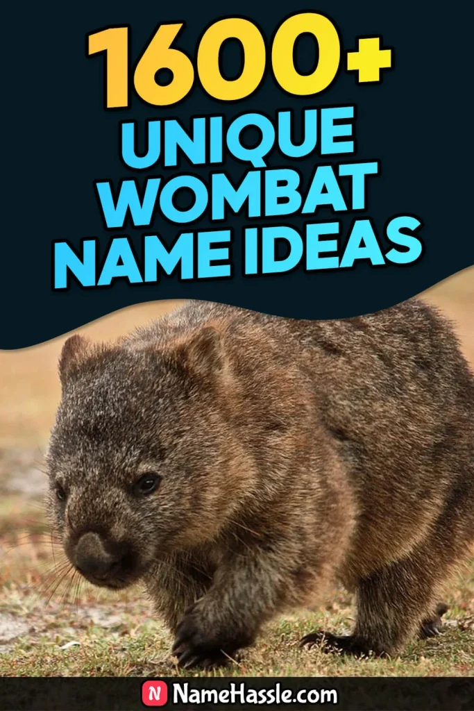 Cool And Catchy Wombat Names Ideas (Generator)