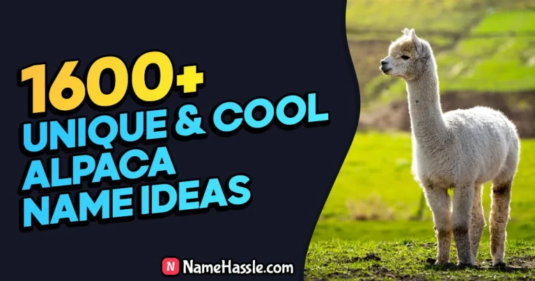 Cool And Funny Alpaca Names Ideas (Generator)