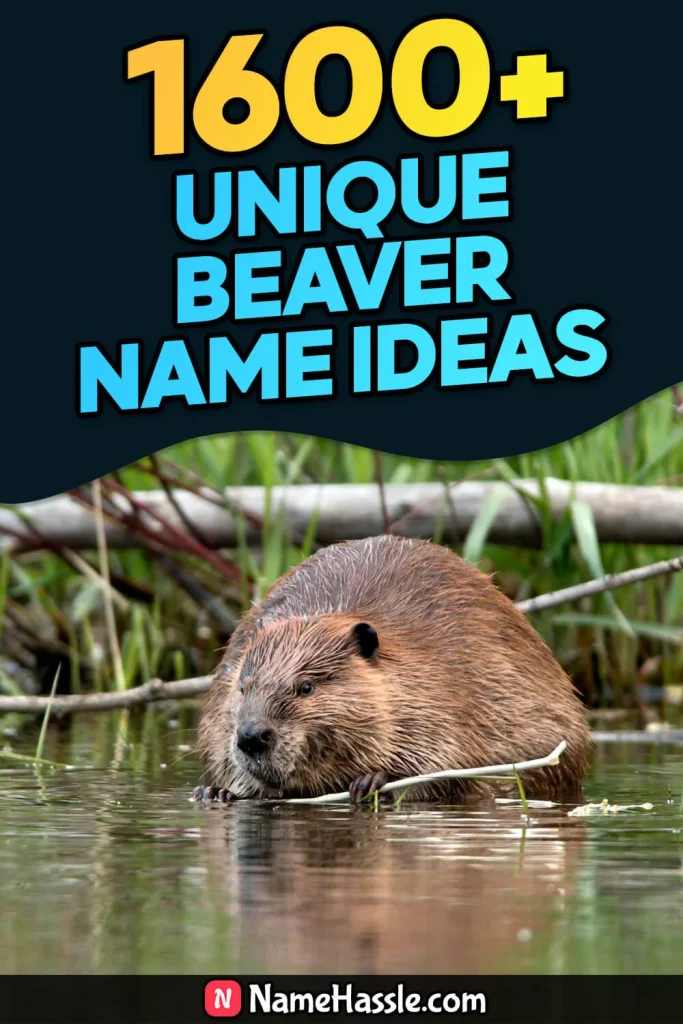 Cool And Funny Beaver Names Ideas (Generator)