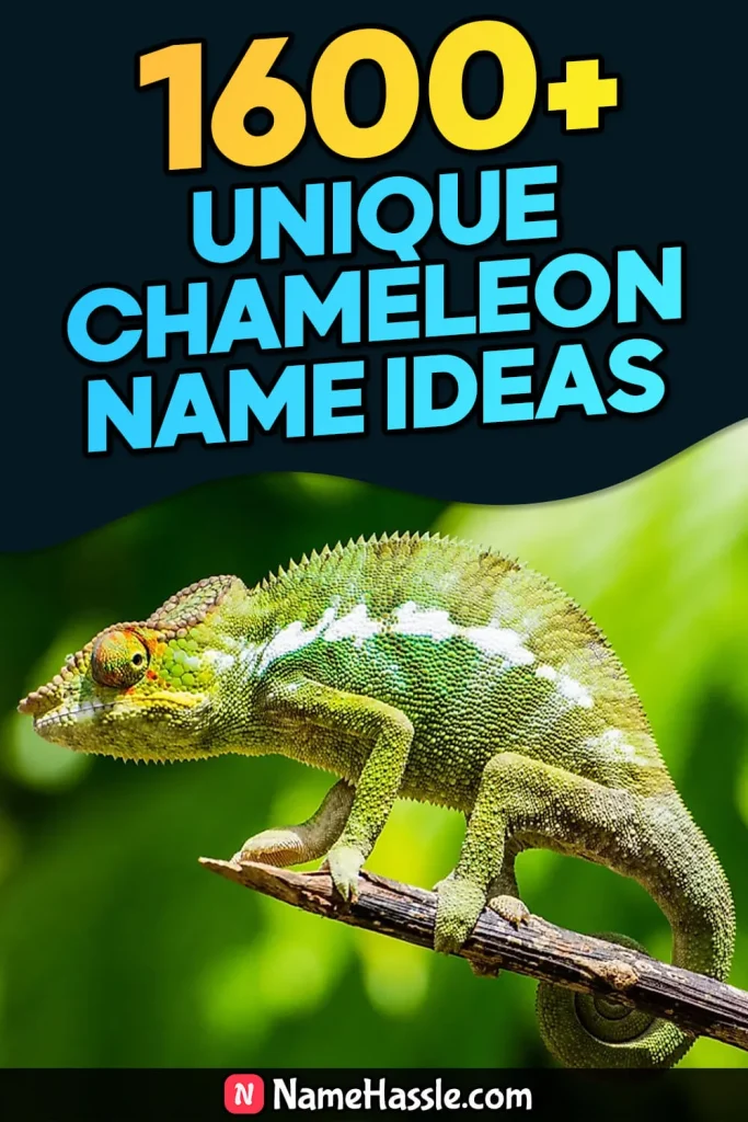 Cool And Funny Chameleon Names Ideas (Generator)