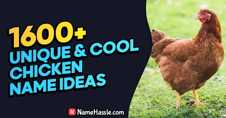 1850+ Cool And Funny Chicken Names Ideas (Generator)