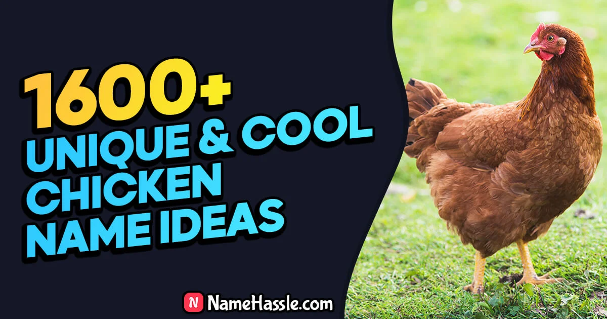 1850+ Cool And Funny Chicken Names Ideas (Generator) 2024