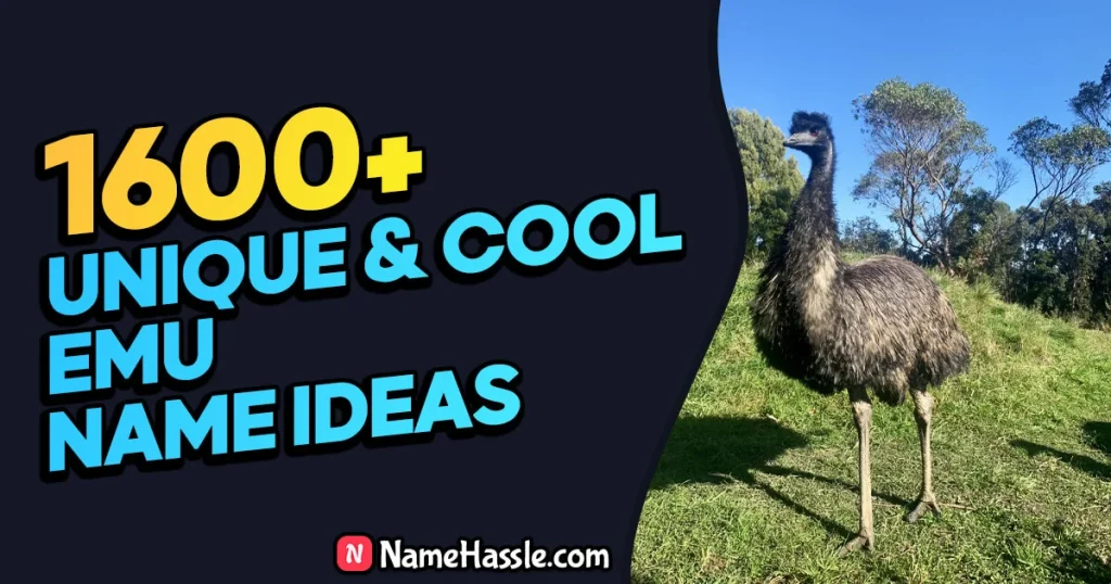Cool And Funny Emu Names Ideas (Generator)