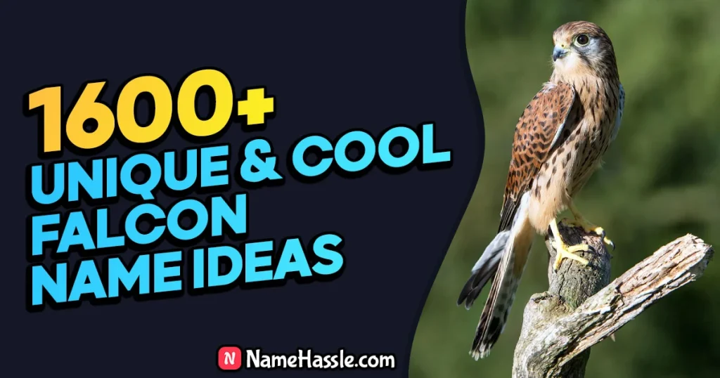 Cool And Funny Falcon Names Ideas (Generator)