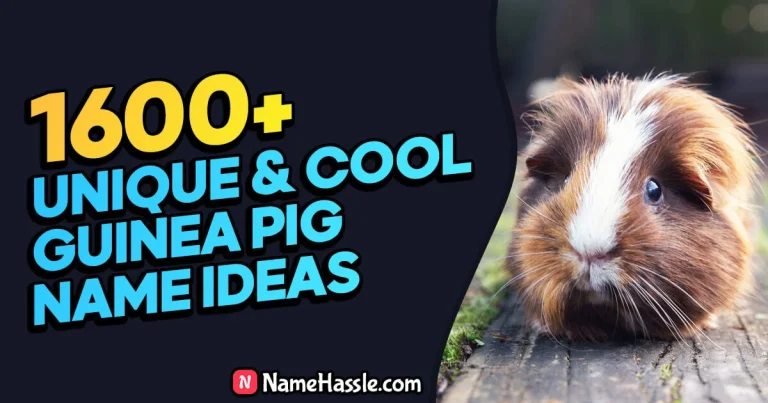 Cool And Funny Guinea Pig Names Ideas (Generator)