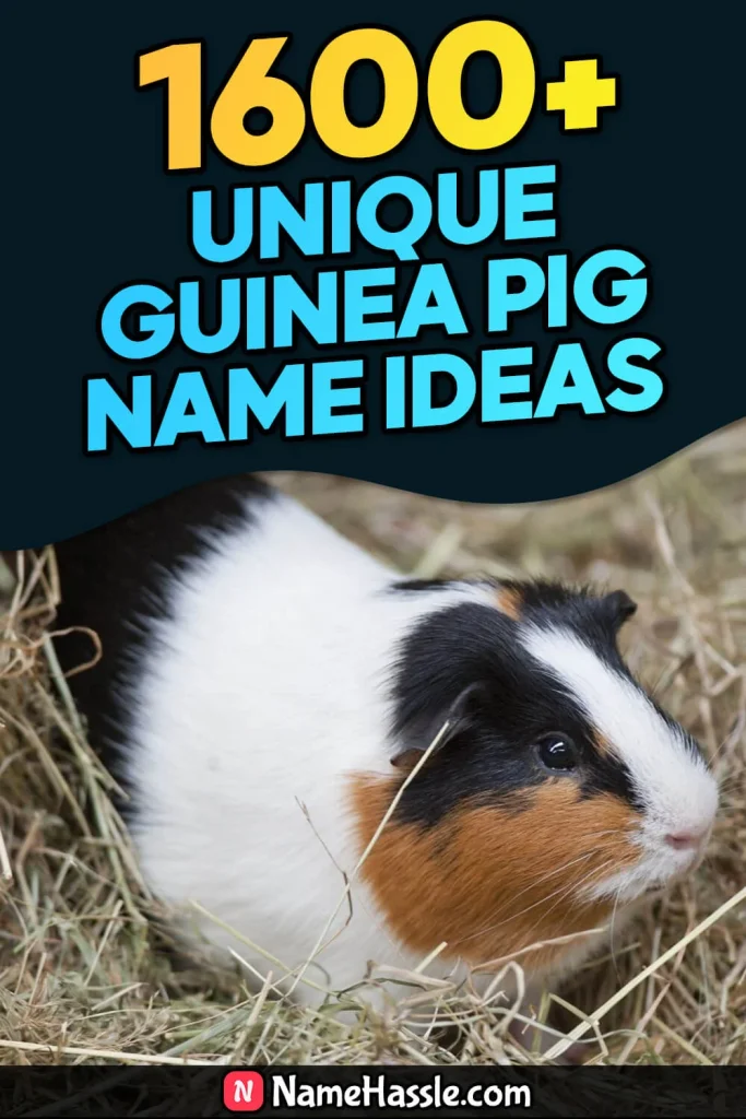 Cool And Funny Guinea Pig Names Ideas (Generator)