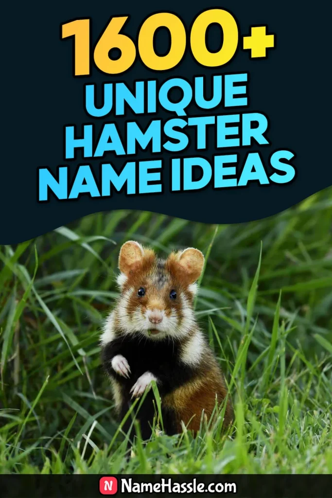 Cool And Funny Hamster Names Ideas (Generator)