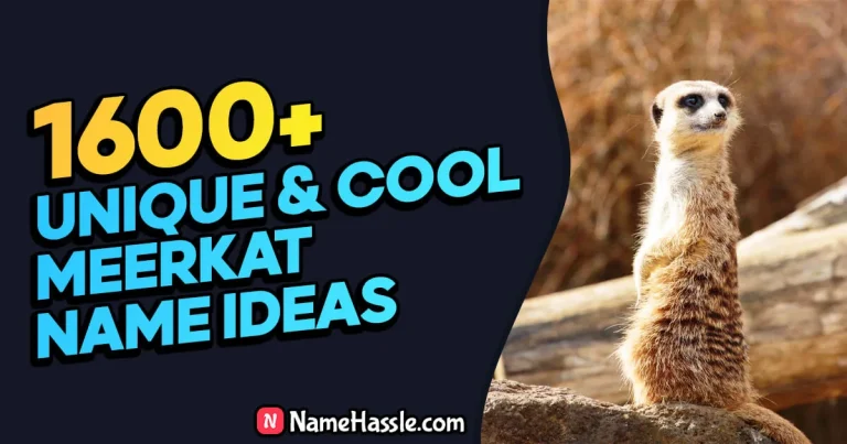 1640+ Cool And Funny Meerkat Names Ideas (Generator)