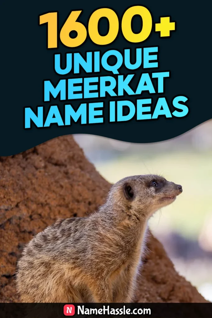 Cool And Funny Meerkat Names Ideas (Generator)