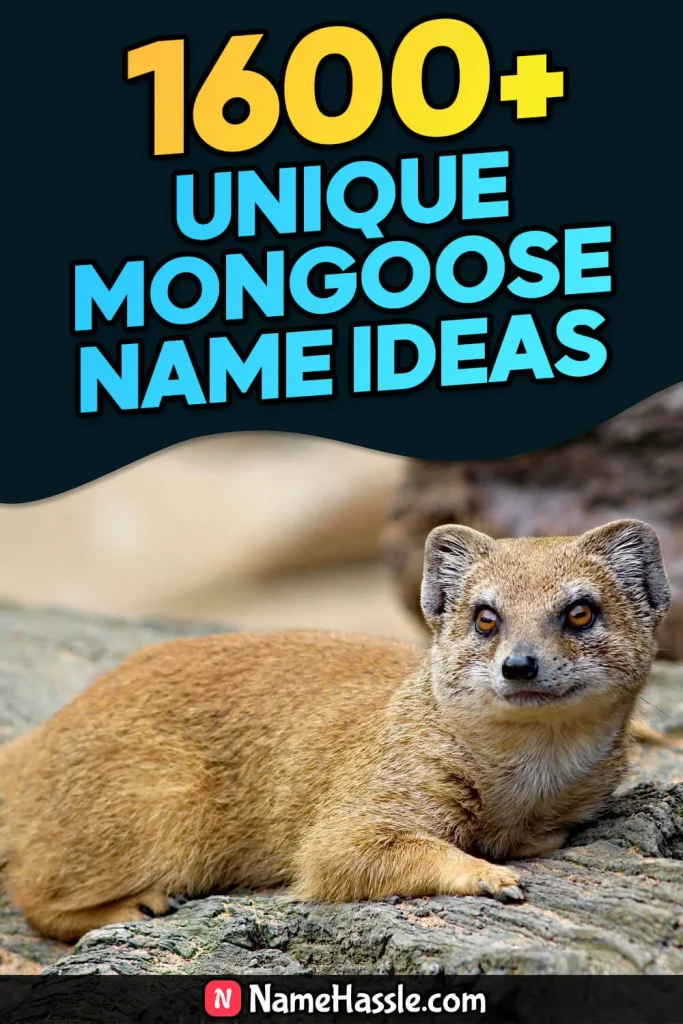 Cool And Funny Mongoose Names Ideas (Generator)