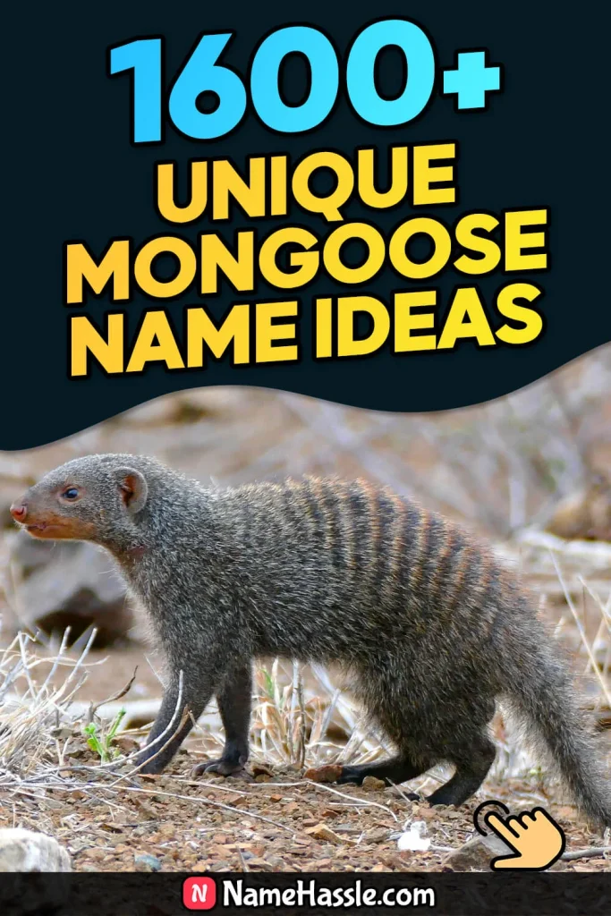 Cool And Funny Mongoose Names Ideas (Generator)