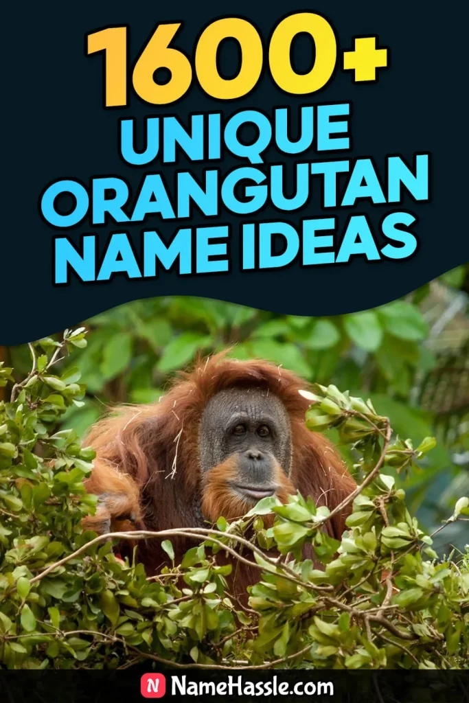 Cool And Funny Orangutan Names Ideas (Generator)