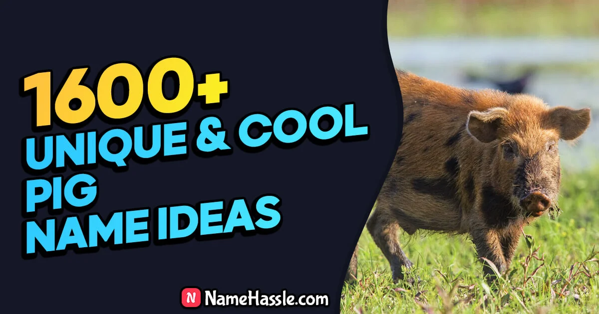 Cool And Funny Pig Names Ideas (Generator)