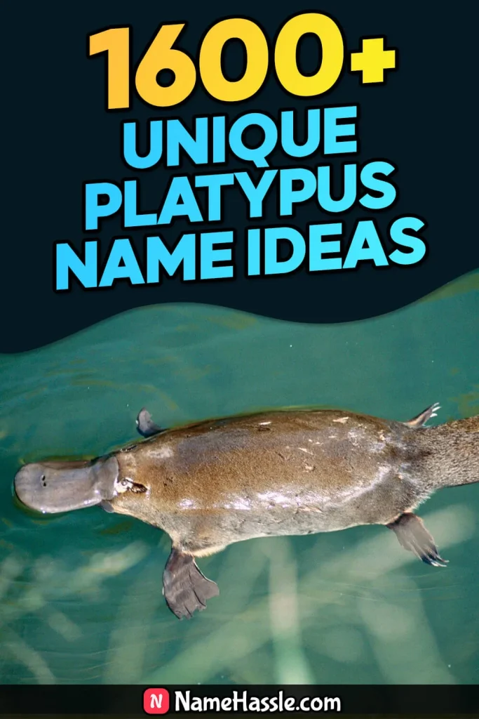 Cool And Funny Platypus Names Ideas (Generator)