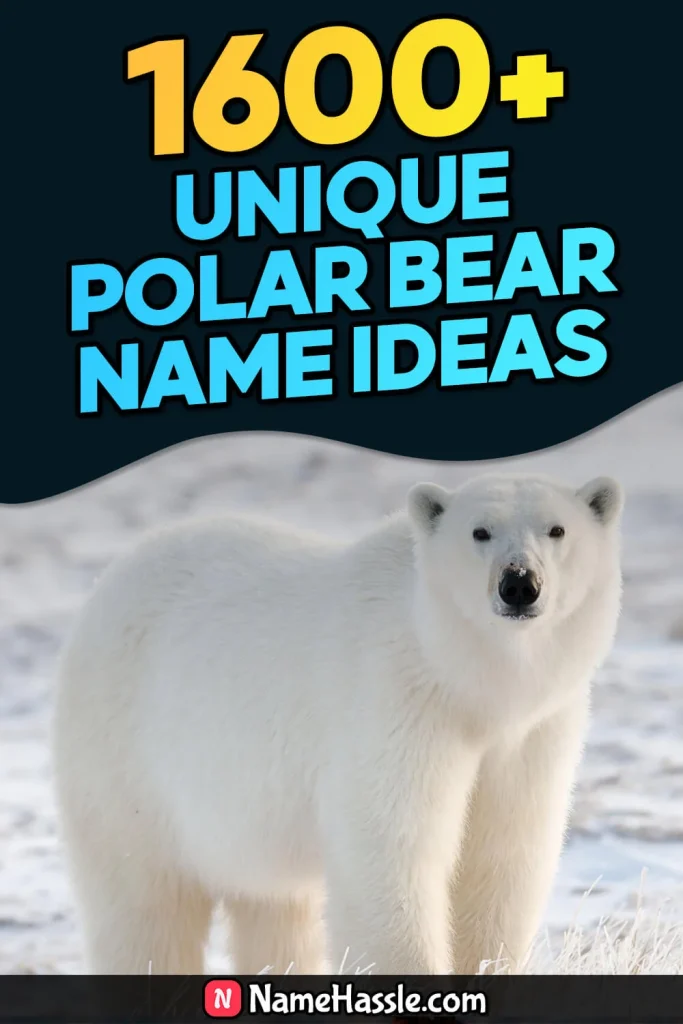 Cool And Funny Polar Bear Names Ideas (Generator)