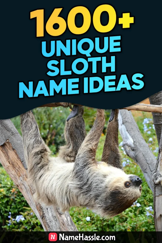 Cool And Funny Sloth Names Ideas (Generator)