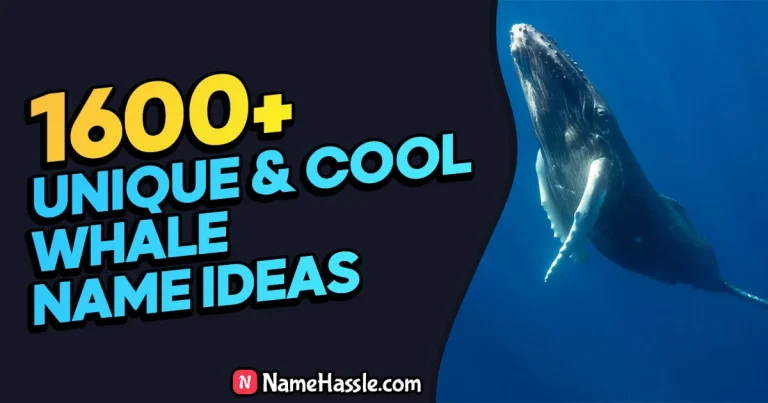 Cool And Funny Whale Names Ideas (Generator)