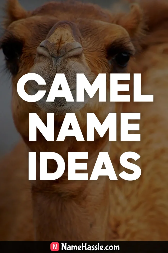 Cool & Funny Camel Names Ideas (Generator)