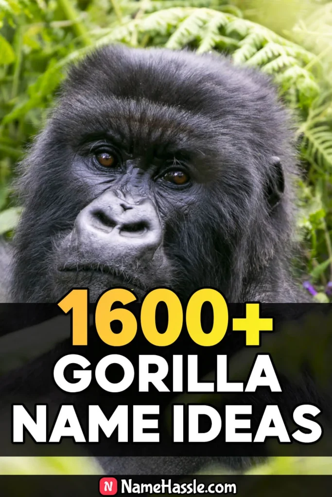 Cool & Funny Gorilla Names Ideas (Generator)