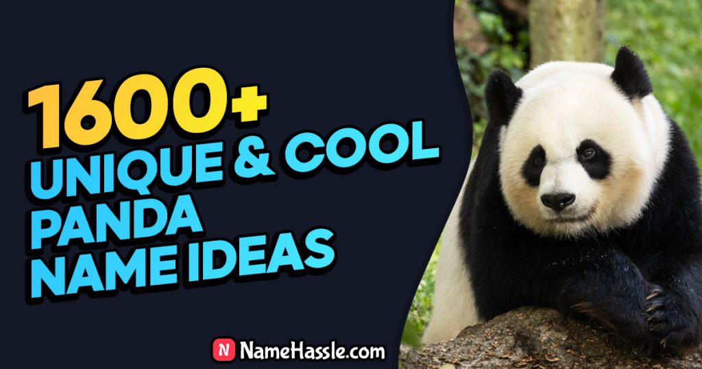 Cute And Catchy Panda Names Ideas (Generator)