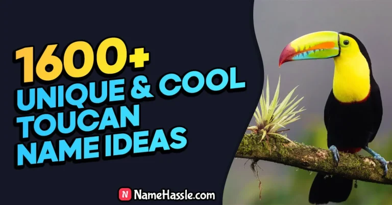 1660+ Cute And Catchy Toucan Names Ideas (Generator)