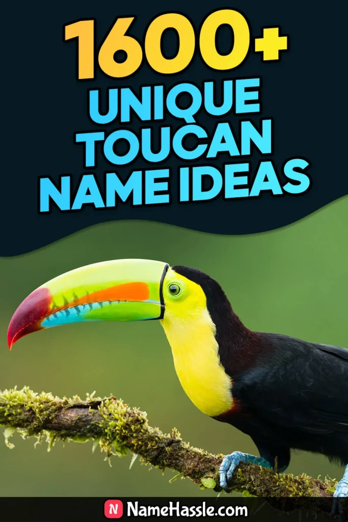 Cute And Catchy Toucan Names Ideas (Generator)