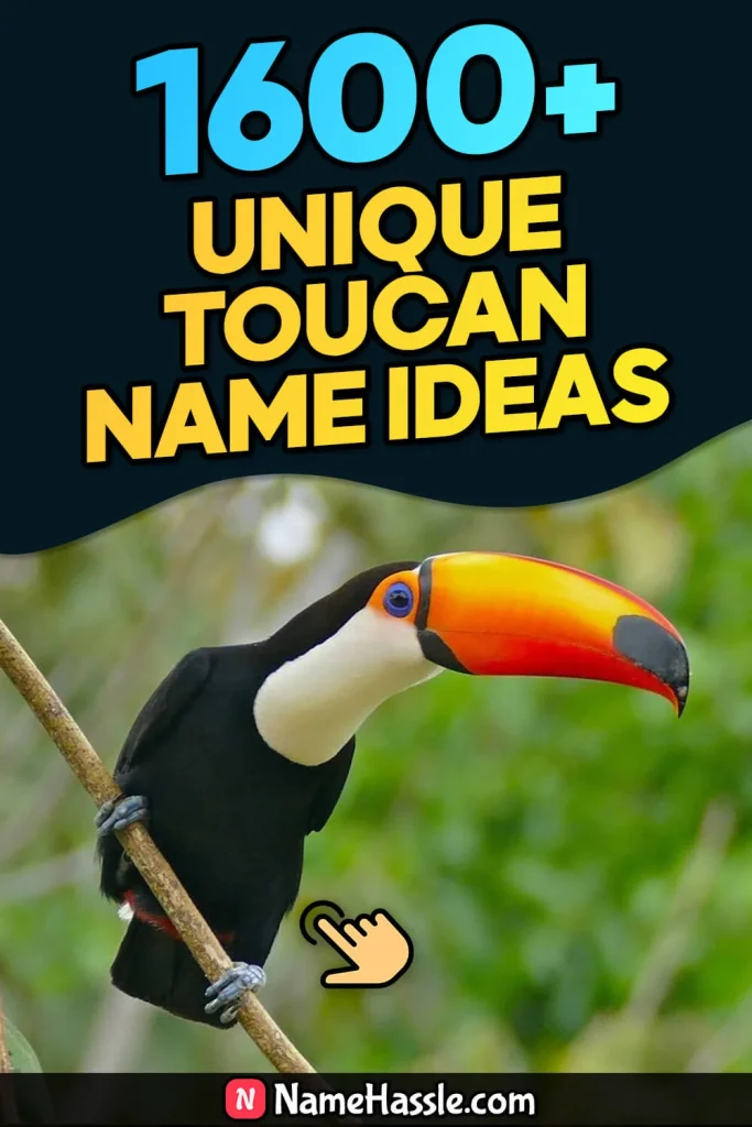 Cute And Catchy Toucan Names Ideas (Generator)