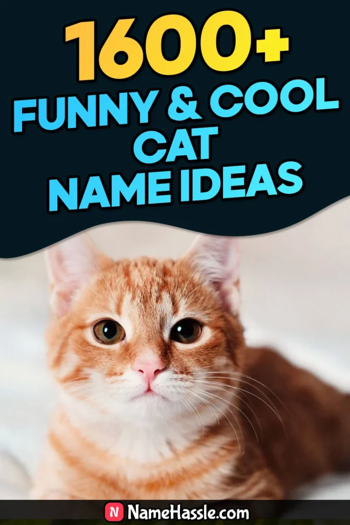 Funny & Catchy Cat Names Ideas (Generator)