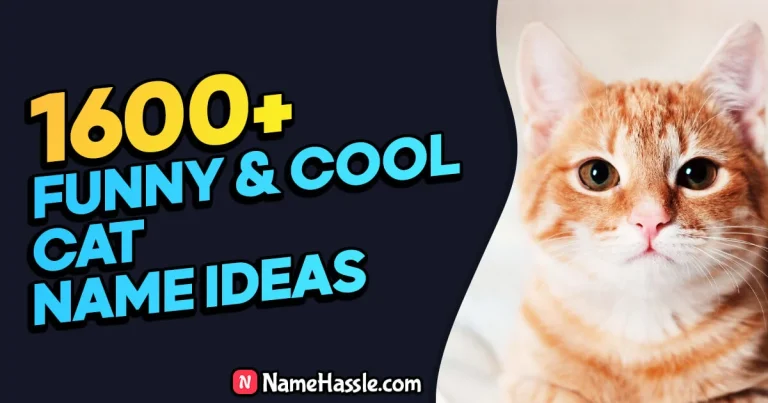 1662+ Funny & Catchy Cat Names Ideas (Generator)
