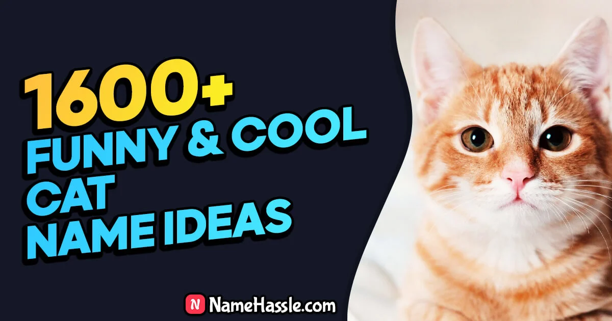 1662+ Funny & Catchy Cat Names Ideas (Generator) 2024