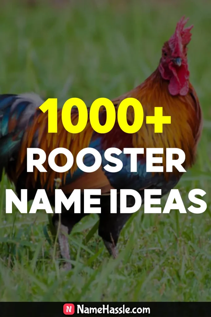 Unique & Catchy Rooster Names Ideas (Generator)