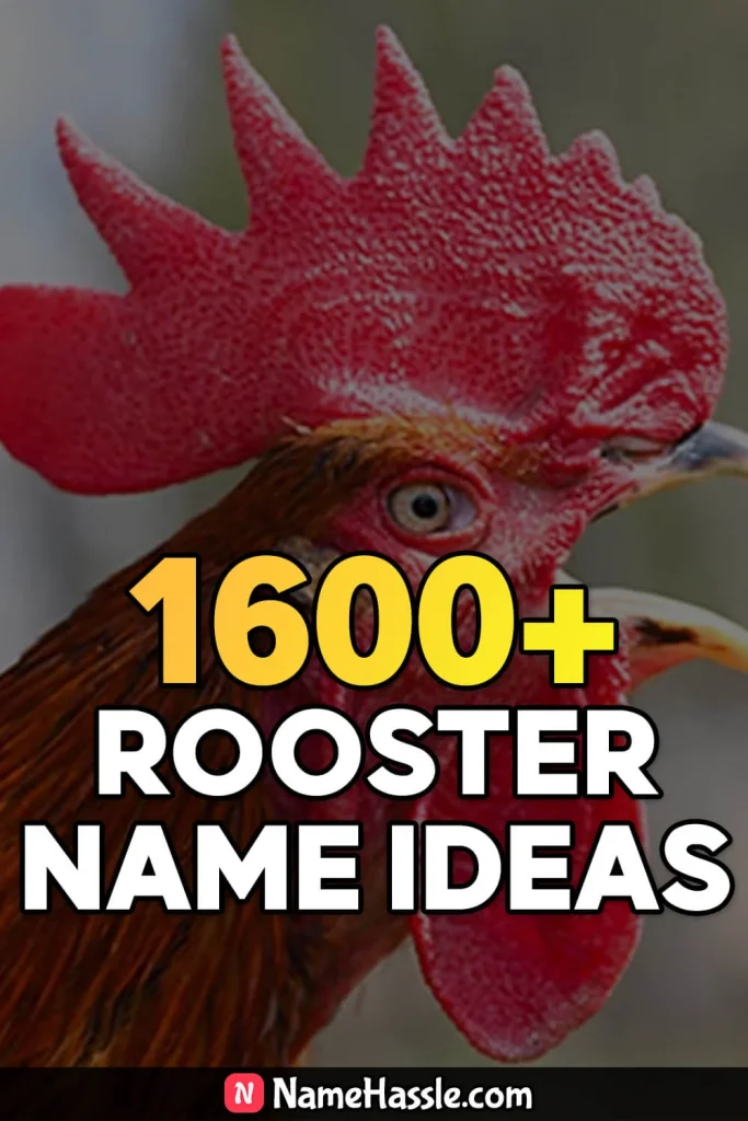 Unique & Catchy Rooster Names Ideas (Generator)